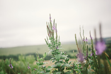 Close-up of purple wildflowers on cloudy day with copy space