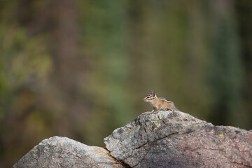 Chipmunk Standing Granit Rock Proud
