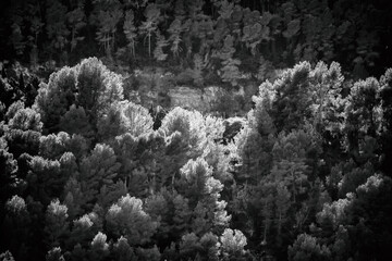 Pine forest in black and white