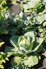 White cabbage grows on agrofibre