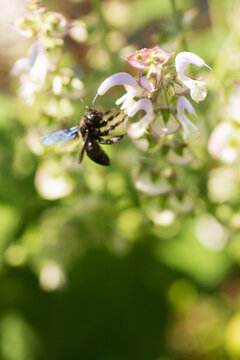 A bee collects pollen on sage flowers