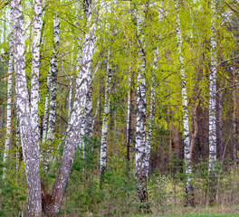 Fototapeta premium Birches in the forest in spring