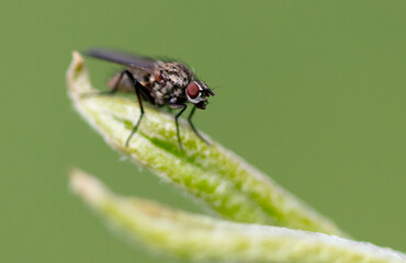 Portrait of a fly on a green leaf. Macro