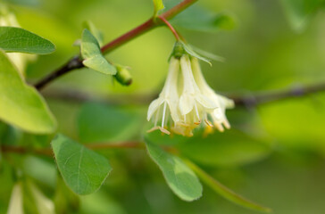 Honeysuckle flower in nature. Macro