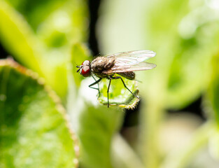 Portrait of a fly on a green leaf. Macro