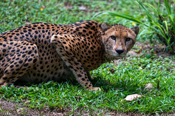 cheetah on grass