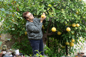 Elderly woman carefully picking pomelos in a vibrant garden setting.