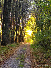 Fototapeta premium path in the forest