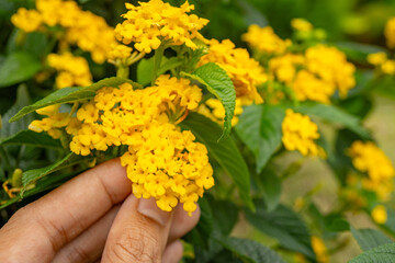 Small yellow flower west indian lantana on the green garden. Photo is suitable to use for nature...