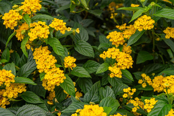 Small yellow flower west indian lantana on the green garden. Photo is suitable to use for nature...