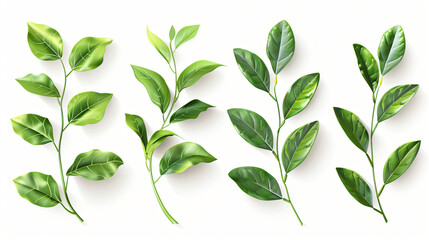 Set of laurel leaves on a white background.