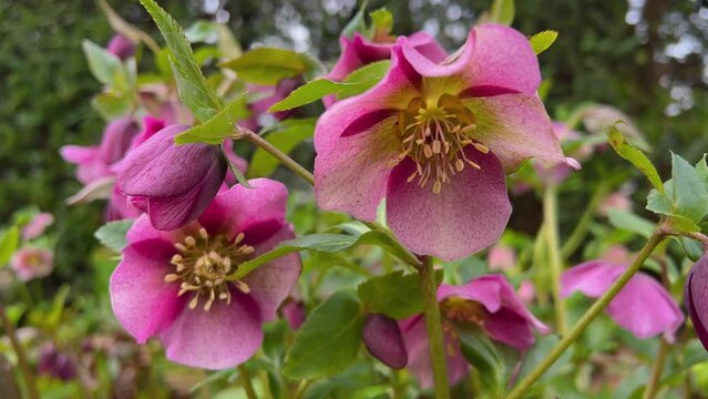Fowers of hellebore blooming in early spring. Commonly known as hellebores , the Eurasian genus Helleborus of herbaceous or evergreen perennial flowering plants in the buttercup family Ranunculaceae.