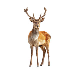 Fallow deer isolated on transparent background