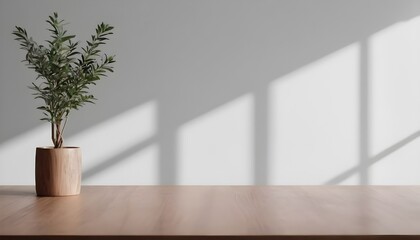 Minimalistic setting with a plant in front of a wall with shadows.