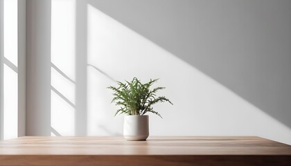 Minimalistic setting with a plant in front of a wall with shadows.