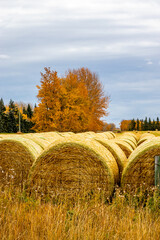 Hay bales wait for storing in a field. Red Deer County, Alberta, Canada