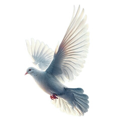 Flying dove isolated on  white background