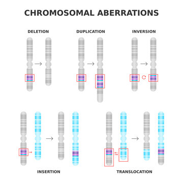 Chromosomal aberrations. Deletion, duplication, inversion, translocation, insertion. Chromosome structure abnormalities, mutations. Medical science diagram. Genetics and DNA. Vector illustration.