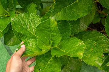 Surface and texture green leaf Bokor hydrangea. Photo is suitable to use for green nature background, botanical poster and content media.