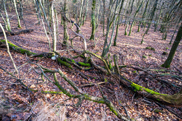 Autumn forest with fallen trees.