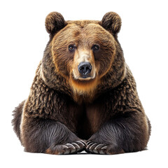 Brown bear isolated on transparent background