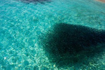 Dark shoal of fish under the pale blue sea surface.