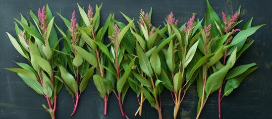 Obraz premium Vibrant red and green stalks of rheopinus in a botanical garden under sunlight