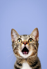 Funny portrait of a shocked cat with an open mouth on a color background.