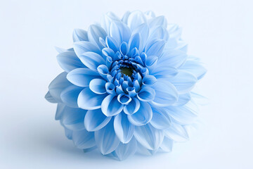Close up of light blue flower on a white background
