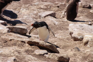 Southern Rockhopper Penguin (Eudyptes chrysocome), Saunders Island, Falkland islands.