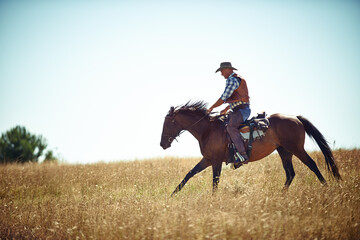 Cowboy, blue sky and man riding horse with saddle on field in countryside for equestrian or...