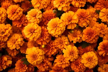 A top view of a field of marigolds, the warm hues creating a welcoming space for your message.