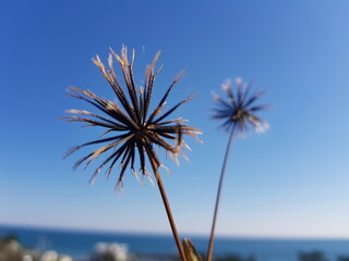 Spanish needles having spiky fruits (under the cloudless sky)