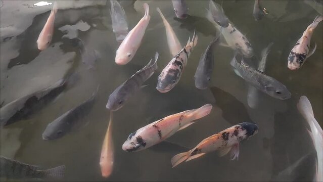 Underwater fish. a group of tilapia or nila fish swim underwater in an artificial pond in the hotel garden