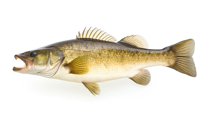 Fototapeta premium A clean white background with a solitary fresh bass