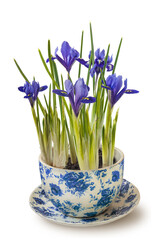 Iris reticulata in vintage pot