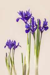 Iris reticulata on gray  background