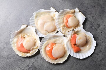 Many fresh raw scallops in shells on grey table, flat lay