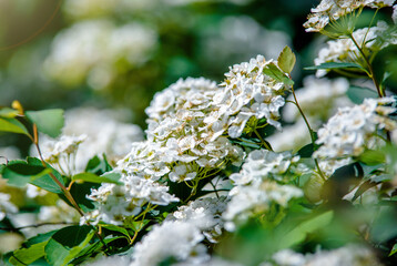 Spirea bushes bloom in the spring in May
