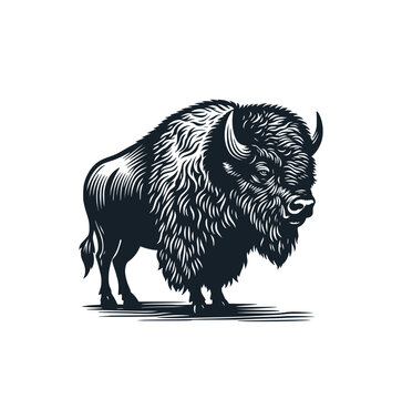 The Wild bison. Black white vector illustration.