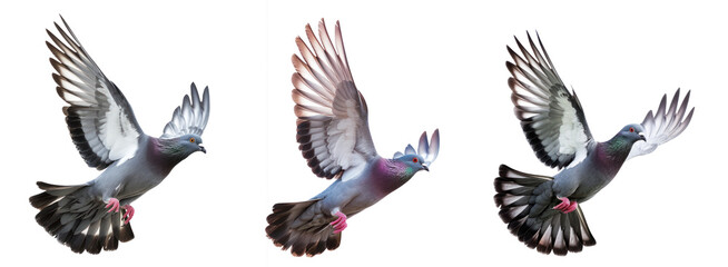 pigeon flying high resolution on transparency background PNG