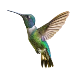 Crédence de cuisine en verre imprimé Colibri hummingbird on transparency background PNG