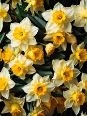 Bouquet of daffodil flowers detailed texture background for wedding, debut or any occassion like graduation or prom from Generative AI