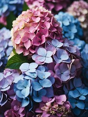 Bouquet of hydrangea flowers detailed texture background for wedding, debut or any occassion like graduation or prom from Generative AI