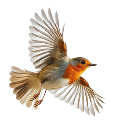 beautiful bird in flight, on transparency background PNG