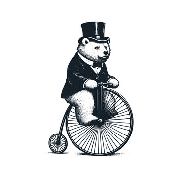 The bear wear victorian suit ride the penny farthing vintage bike. Black white vector illustration.