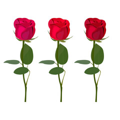 Set of red rose flowers on stems with green leaves. Red rose transparent and white background. Close-up element to decorate the design of holiday cards and banners.Vector cartoon illustration. Flower.