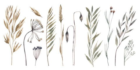 Watercolor illustration, collection of dry herbs. Delicate, fragile dry flowers illustration.