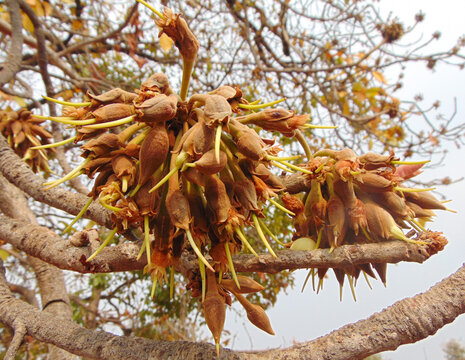 Buds of Madhuca longifolia (Mahua) tree