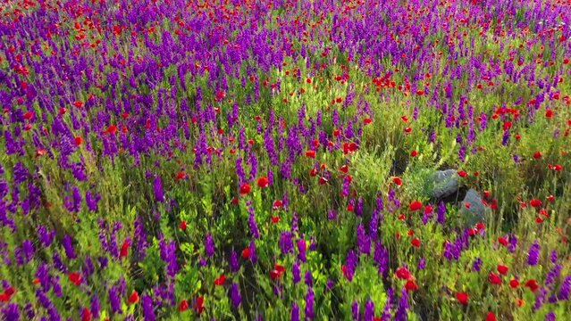 Moving forward through a meadow of wild red poppies and wildflowers blown by a morning breeze, located near the village of Krapets, Bulgaria. Shot by drone, aerial view 4K. Backlight